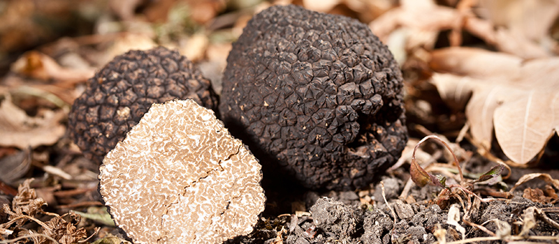 Package Truffle hunting experience!